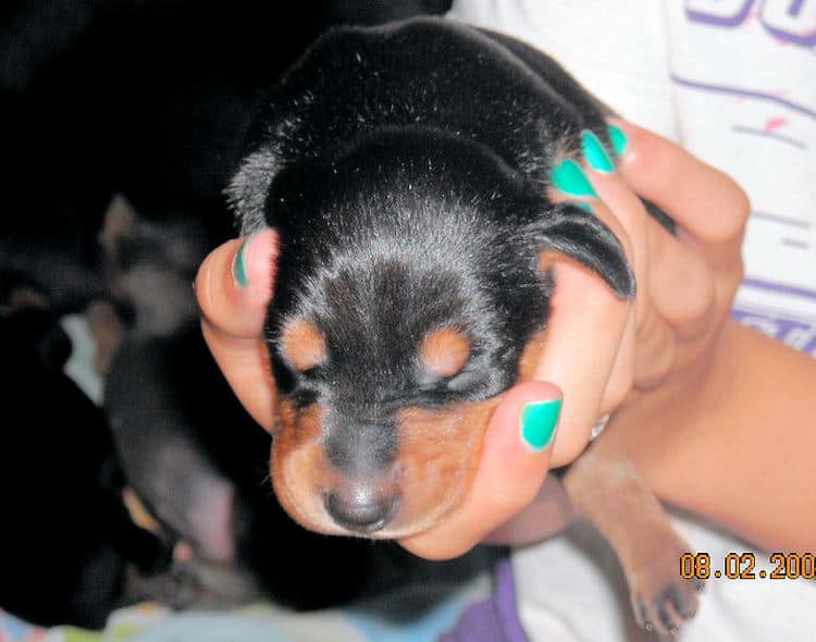 1st week old doberman puppy pictures