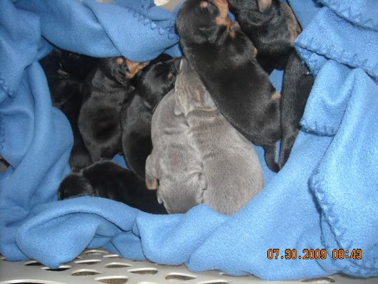 1st week old doberman puppy pictures