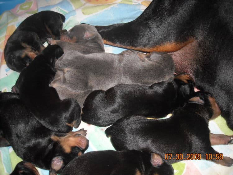 1st week old doberman puppy pictures