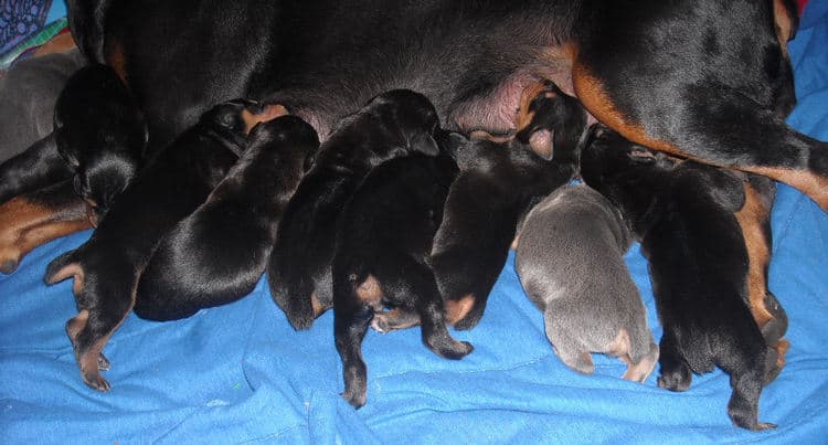 1st week old doberman puppy pictures