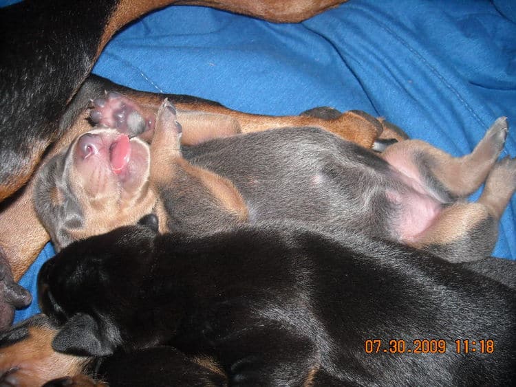 1st week old doberman puppy pictures