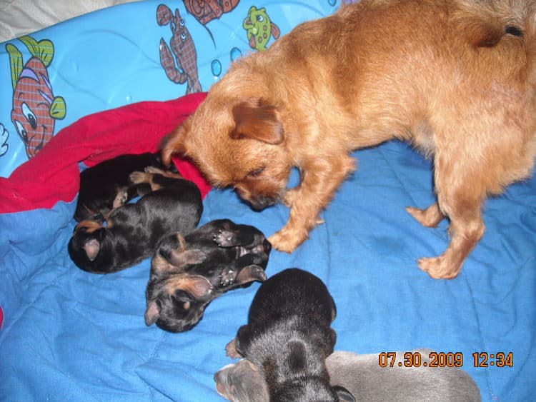 1st week old doberman puppy pictures