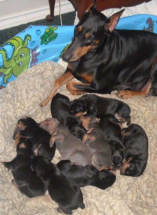 doberman pups at 2 weeks old