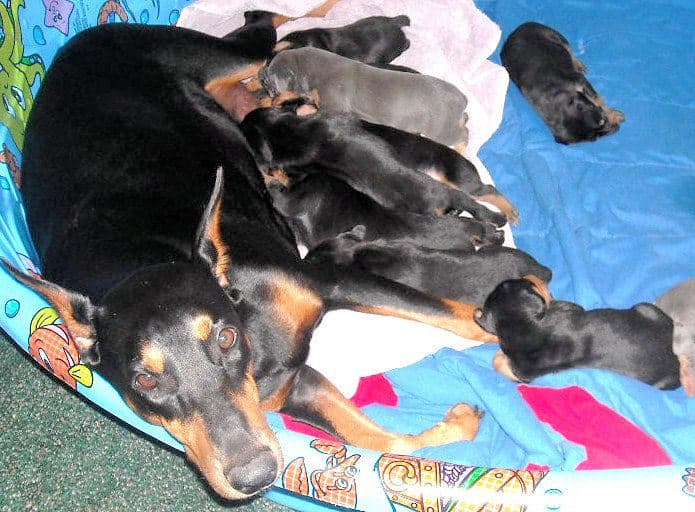 doberman pups at 2 weeks old