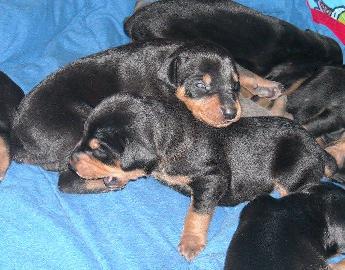 doberman pups at 2 weeks old