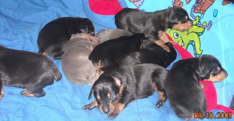 doberman pups at 2 weeks old