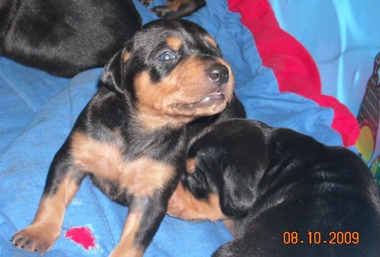 doberman pups at 2 weeks old