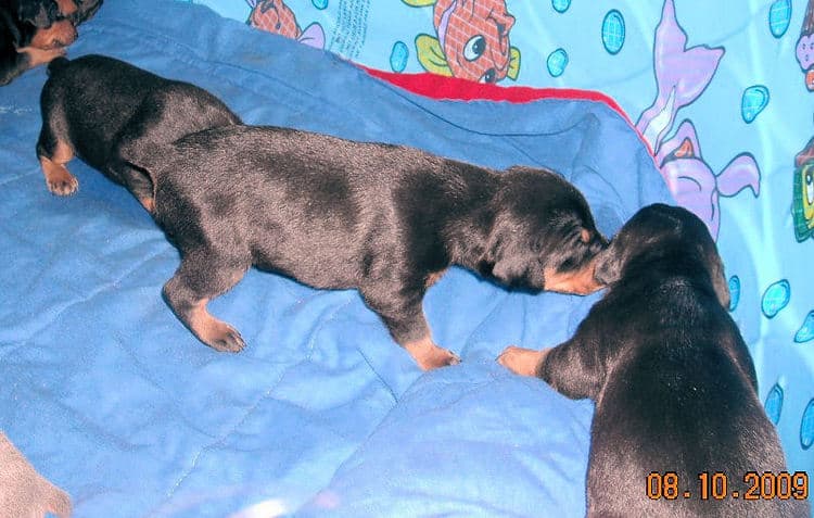 doberman pups at 2 weeks old