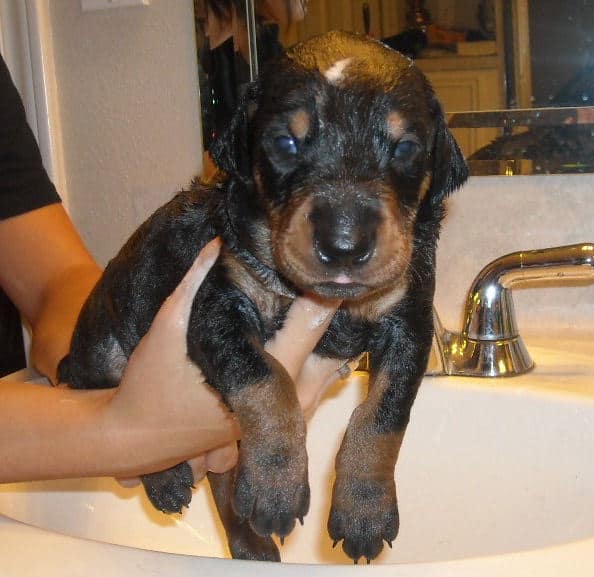 doberman pups at 2 weeks old