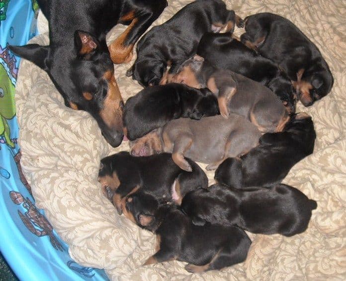 doberman pups at 2 weeks old