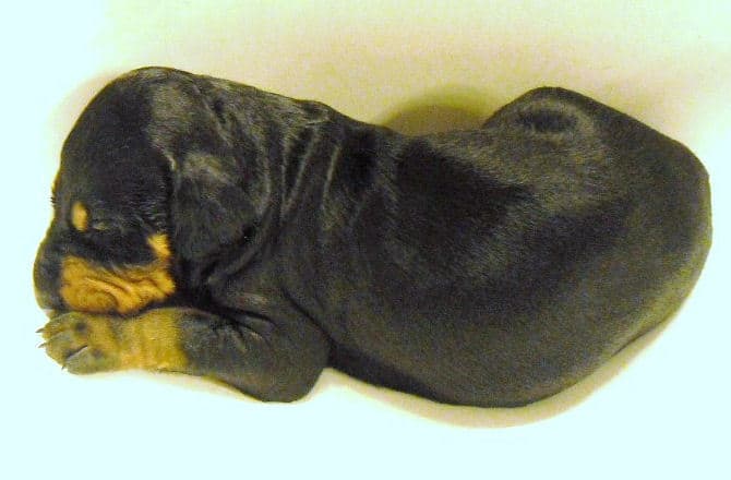 doberman pups at 2 weeks old