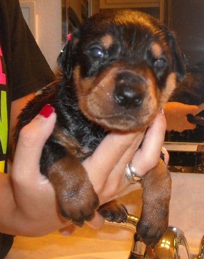 doberman pups at 2 weeks old