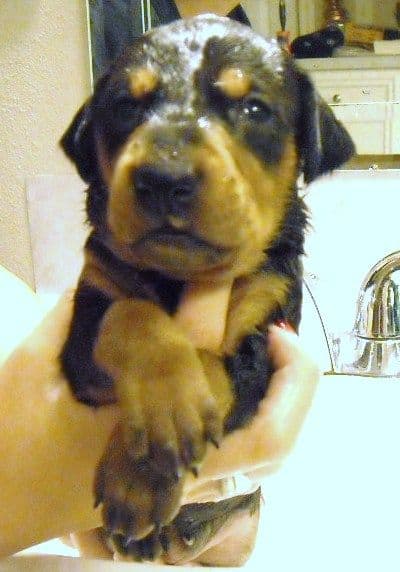 doberman pups at 2 weeks old