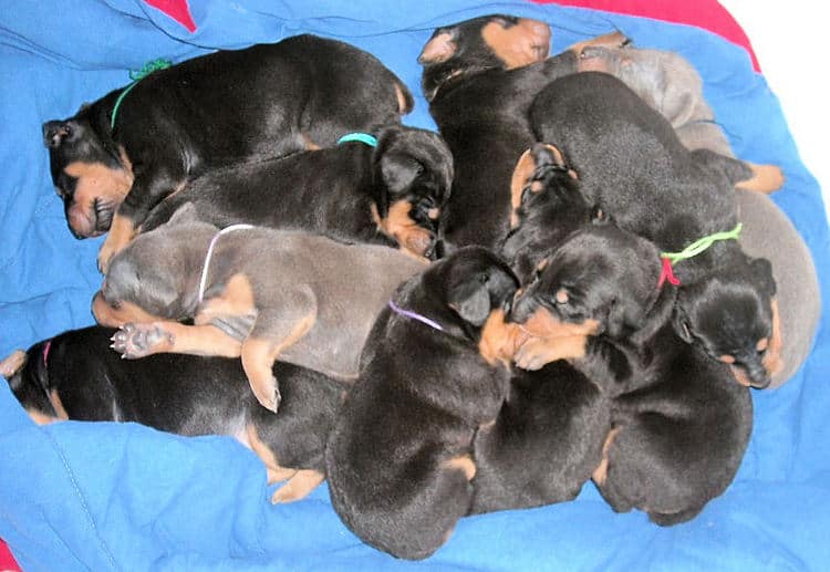 doberman pups at 2 weeks old