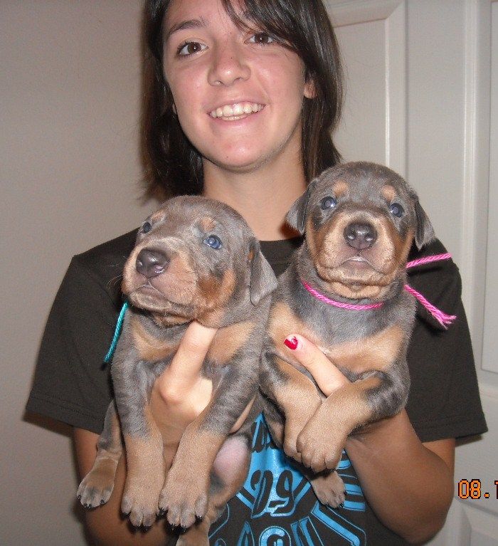 doberman pups at 2 weeks old