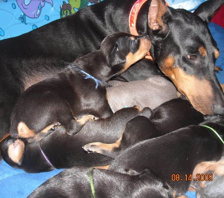 black and rust male doberman puppy