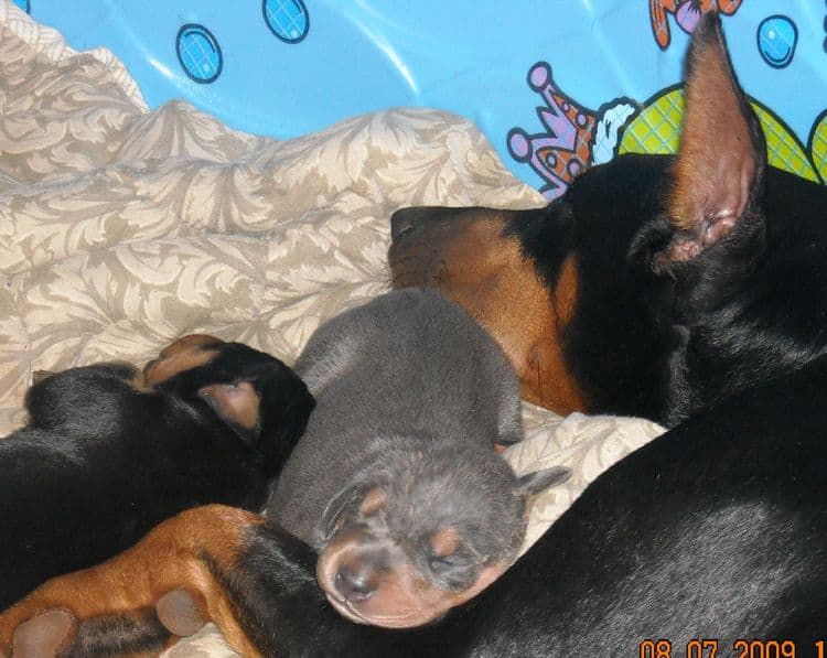 doberman pups at 2 weeks old