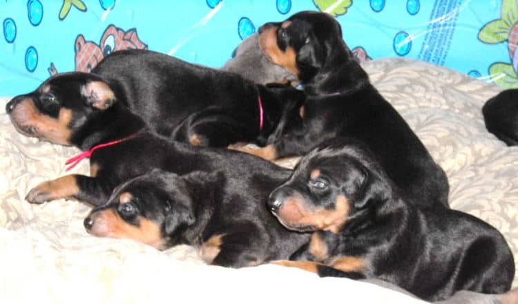 doberman pups at 2 weeks old