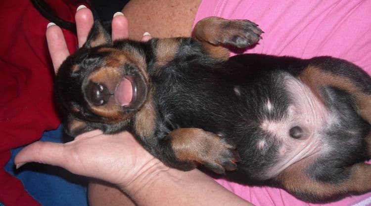 doberman pups at 2 weeks old