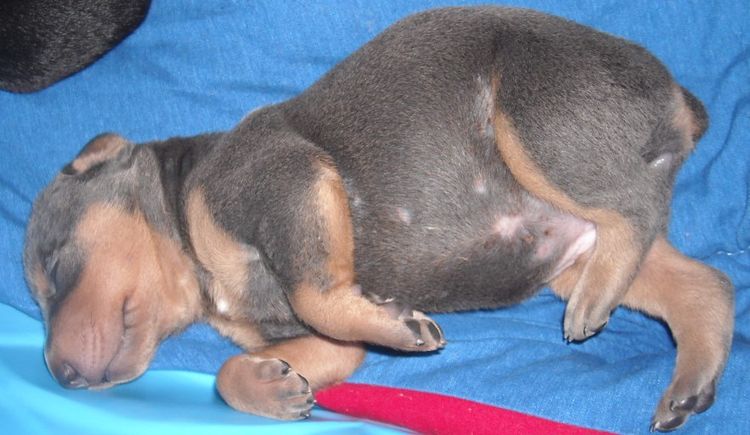 doberman pups at 2 weeks old