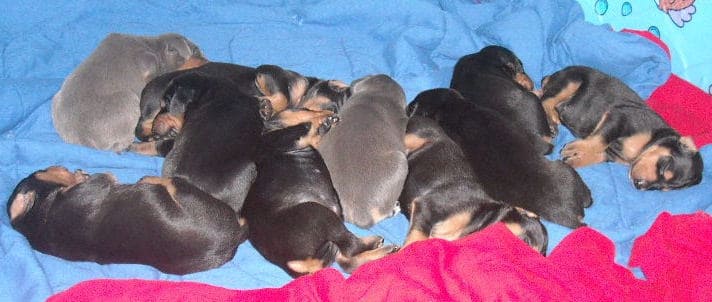 doberman pups at 2 weeks old