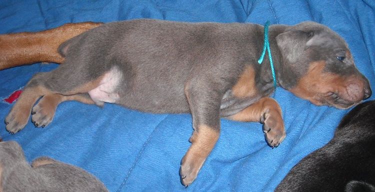 Blue and rust male doberman puppy