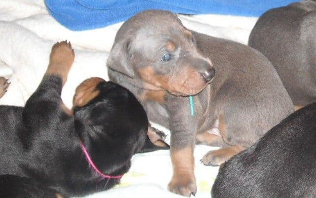 3 week old pics of blues and blacks - dobermann pups