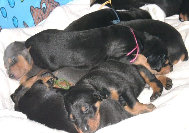 3 week old pics of blues and blacks - dobermann pups