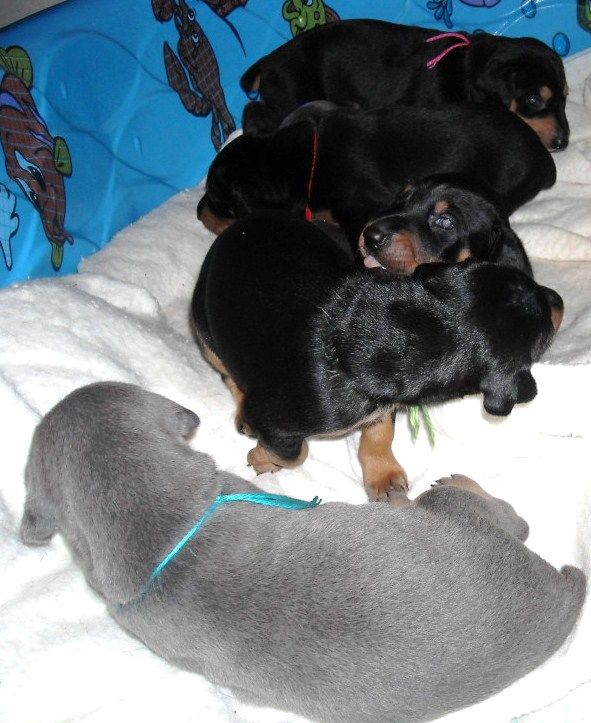 3 week old pics of blues and blacks - dobermann pups