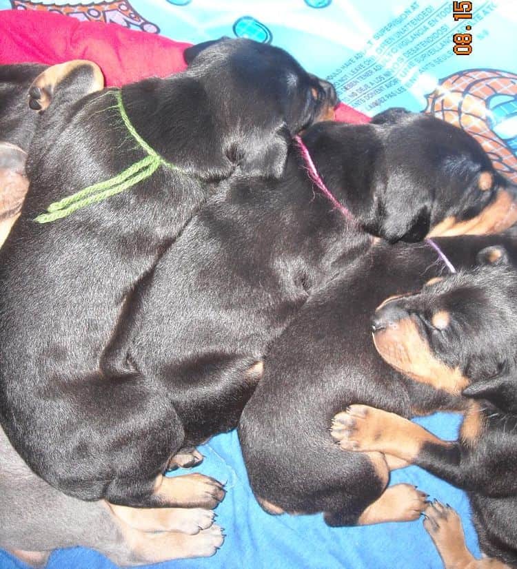 3 week old pics of blues and blacks - dobermann pups