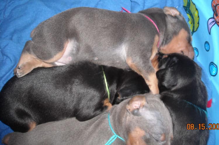 3 week old pics of blues and blacks - dobermann pups