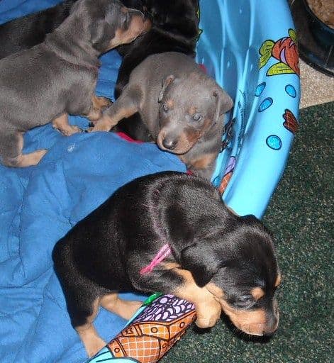 3 week old pics of blues and blacks - dobermann pups