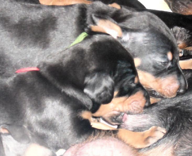 3 week old pics of blues and blacks - dobermann pups