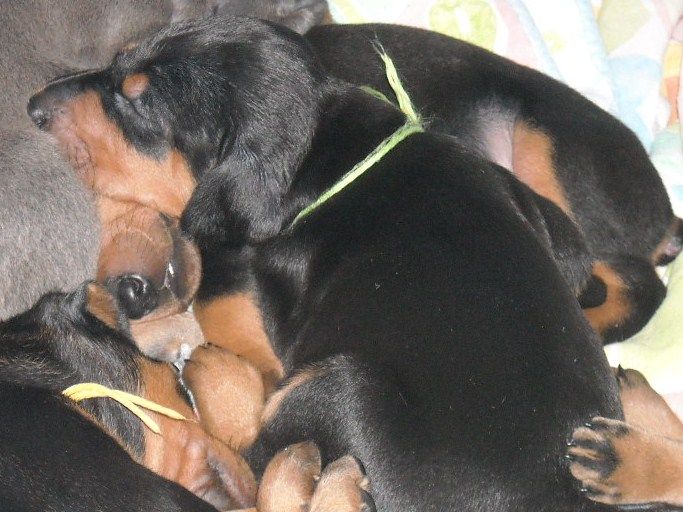 3 week old pics of blues and blacks - dobermann pups