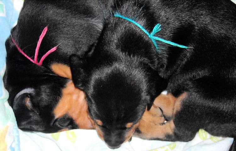 3 week old pics of blues and blacks - dobermann pups