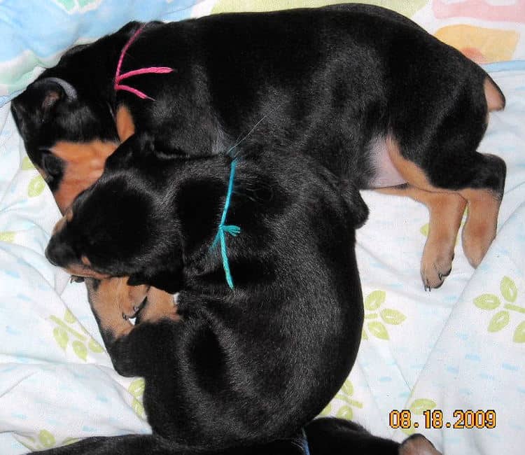 3 week old pics of blues and blacks - dobermann pups