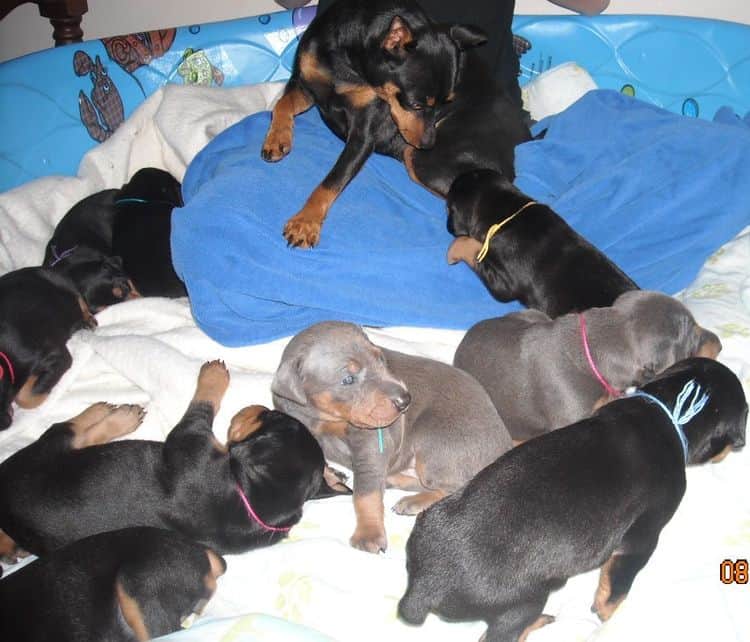 3 week old pics of blues and blacks - dobermann pups