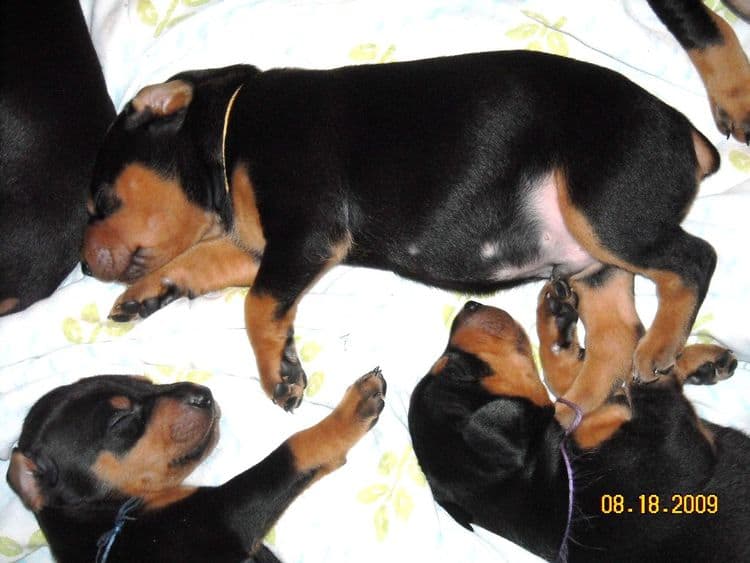 3 week old pics of blues and blacks - dobermann pups