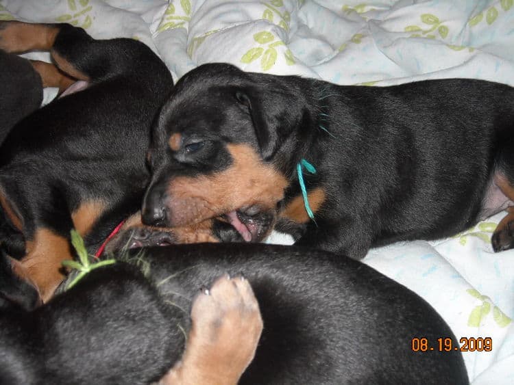 3 week old pics of blues and blacks - dobermann pups