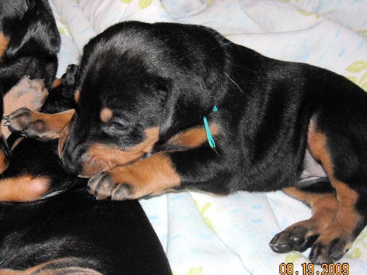 3 week old pics of blues and blacks - dobermann pups