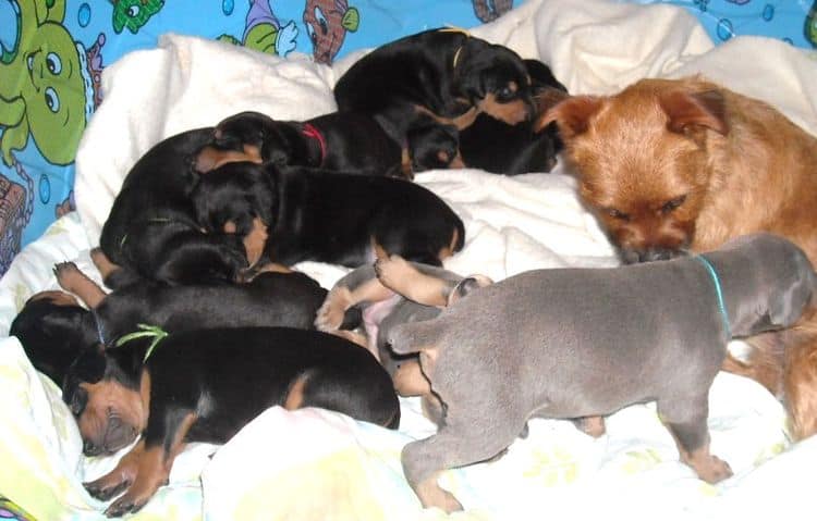 3 week old pics of blues and blacks - dobermann pups