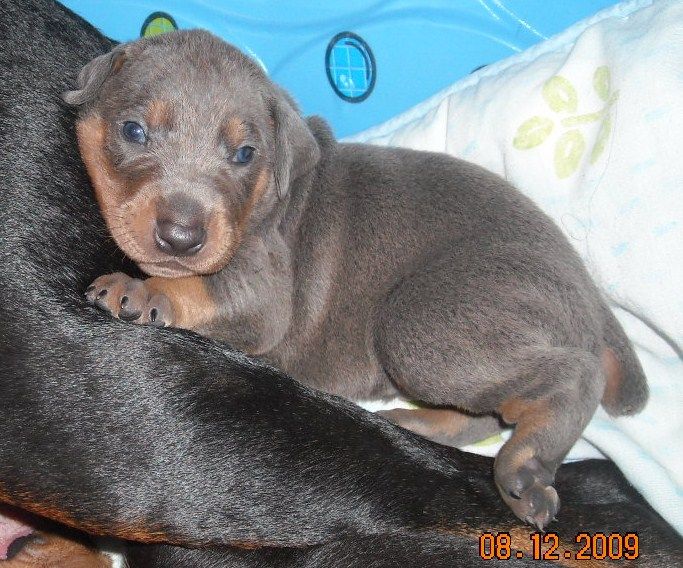 3 week old pics of blues and blacks - dobermann pups