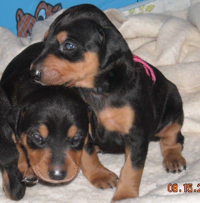 3 week old pics of blues and blacks - dobermann pups