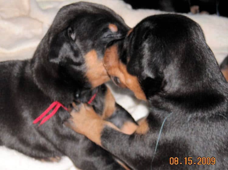 3 week old pics of blues and blacks - dobermann pups