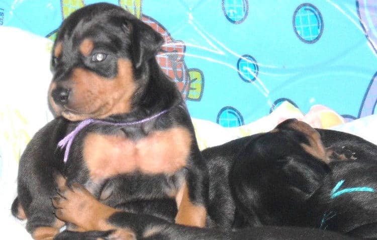 3 week old pics of blues and blacks - dobermann pups