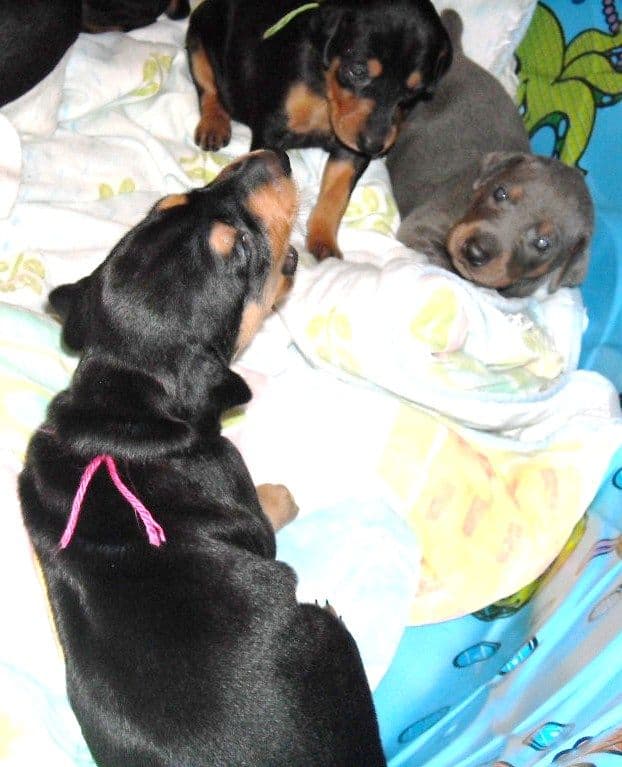 3 week old pics of blues and blacks - dobermann pups