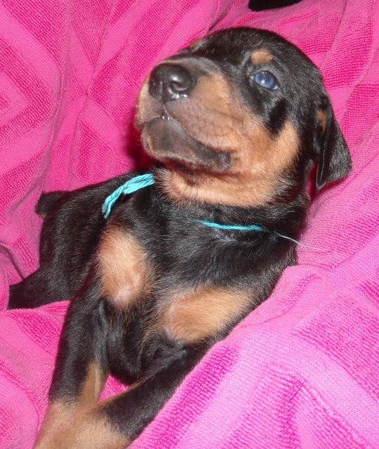 Black and rust female doberman puppy