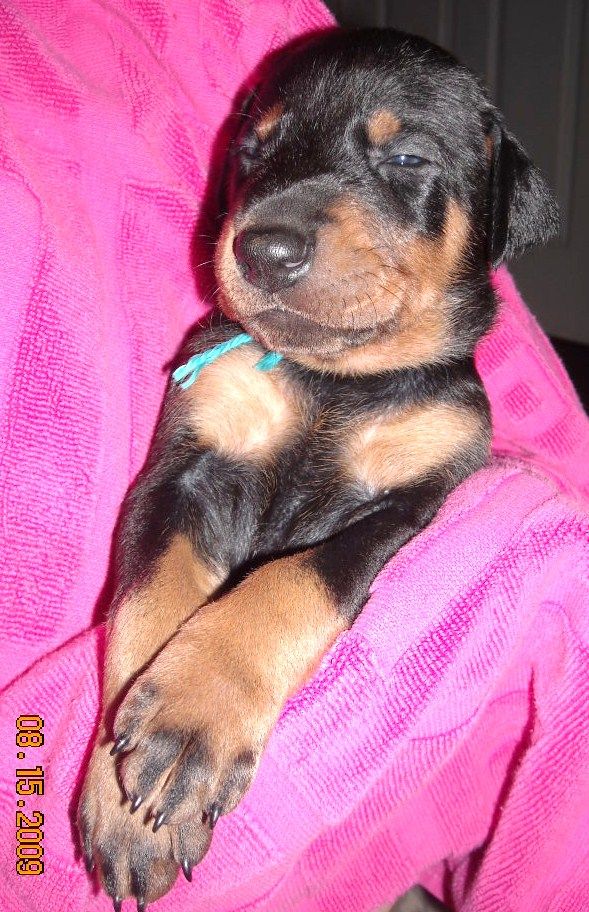 Black and rust female doberman puppy