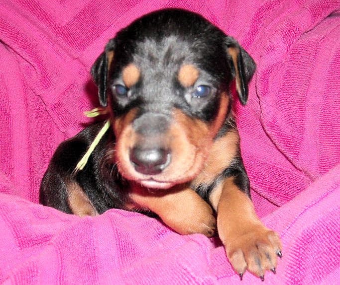 Black and rust female doberman puppy