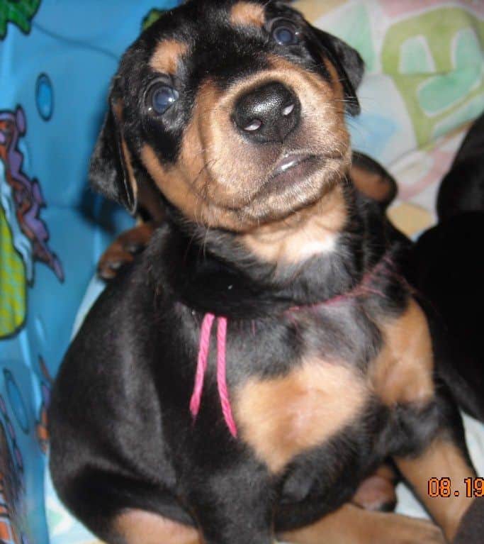 Black and rust female doberman puppy